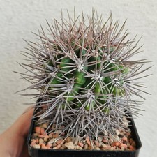 Gymnocalycium Horridispinum Vaso 10 Semina 2000