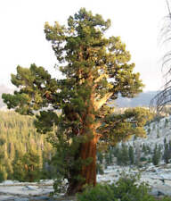 Calocedrus decurrens - cedro dell'incenso | cedro dell'incenso californiano