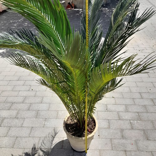 Cycas revoluta pianta - , da