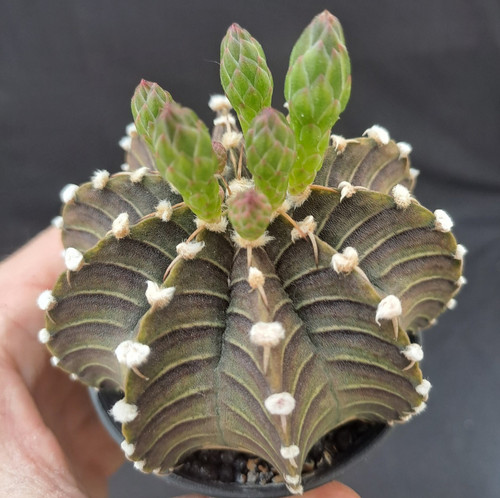 Astrophytum friedrichii agua - astrophytum, (agua