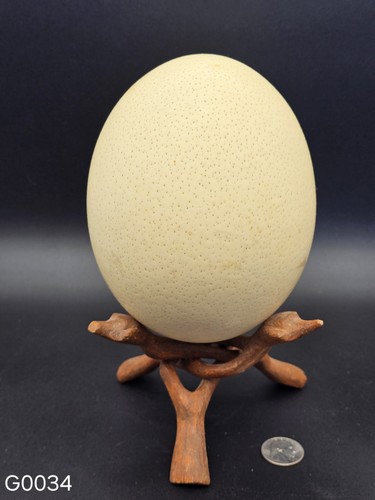 Ostrich egg decorative - ostrich, display