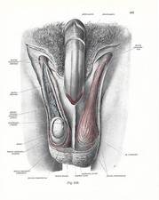 Stampa antica ANATOMIA