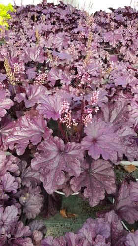 Heuchera hybrida forever - heuchera, x