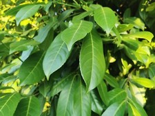 50 SEMI Lauroceraso Pianta