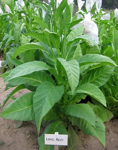 Semi tabacco long - tabacco,