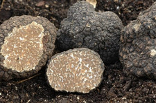 Micelio Tartufo Liquido MIX 120 ml| Coltura Semplice | Fungo Commestibile | Micelio Tartufo