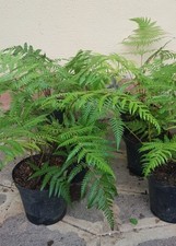 CYATHEA COOPERII (in vaso) -
