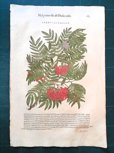 Mattioli matthioli erbario - erbario, a