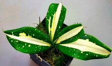 Dracaena Surculosa Via Lattea