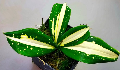 Dracaena surculosa via lattea - dracaena,