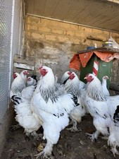 10 Uova Fertili Di Brahma