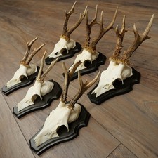 Set Di Corna Di Capriolo 6x