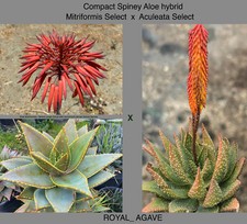 Compact Spiney Aloe Hybrid -