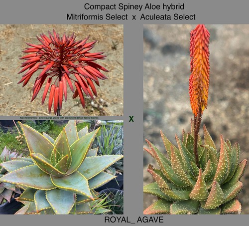Compact spiney aloe hybrid - compact,