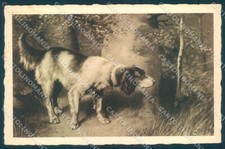 Cartolina cartonelina Setter caccia cani animali TW1027