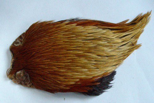 Collo gallo indiano - indiano, marrone