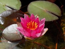 Ninfea rustica NANA ELLISIANA pianta acquatica laghetto giardino minipond