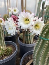 Cactus Gigante Argentino