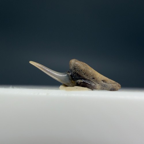 Symphyseal fossil carcharias - symphyseal,