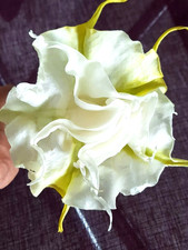 BRUGMANSIA, TROMBE ANGELO