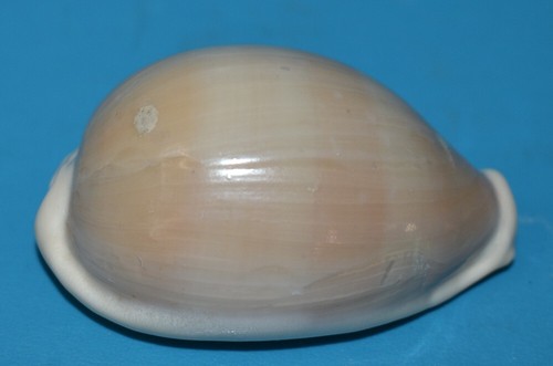 Sea shell coquillages - shell,