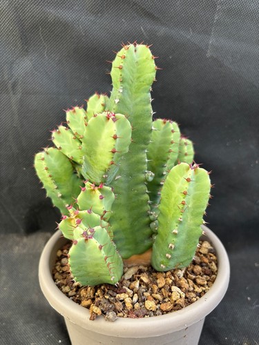 Euphorbia resinifera vivaio - euphorbia, il