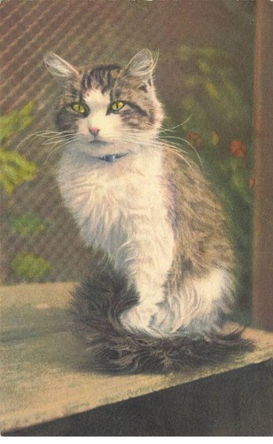 Gatti mk43593 gatto con occhi - gatto,