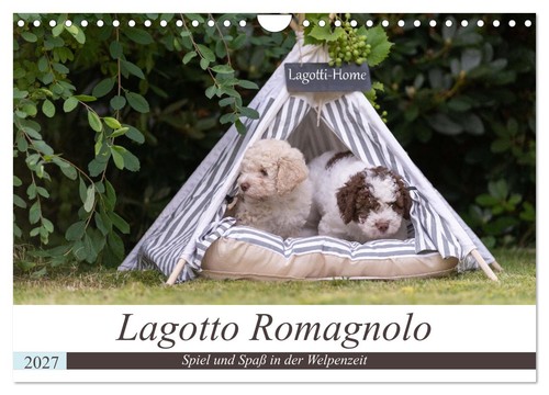 Lagotto romagnolo spiel - spiel, und