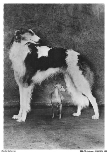 Bbip5 0468 animaux levriero - -,