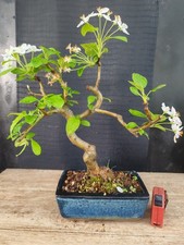 Bonsai melo h 40 - di,