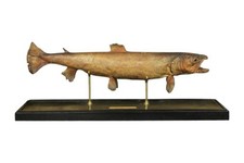 Salmo marmoratus pesce - salmo, marmoratus,