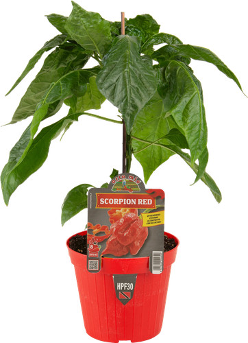 Peperoncino piccante trinidad