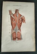 Lotto N.2 Stampe Anatomiche Vintage Antiquariato Anatomia E.Giandotti Muscoli 