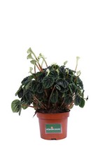 Pianta di Peperomia Caperata