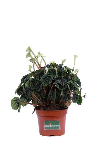 Pianta peperomia caperata - di,