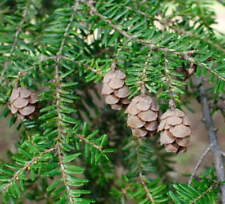 Tsuga canadensis - cicuta orientale | cicuta canadese | abete cicuta