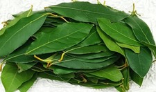 30 Foglie VERDI di alloro