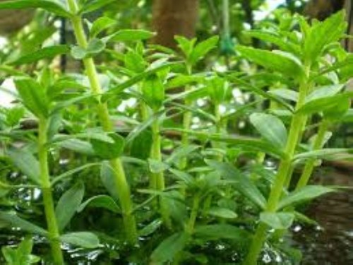 Limnophila aromatica herb - limnophila,