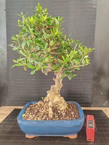 Bonsai olivastro h 45 - bonsai,