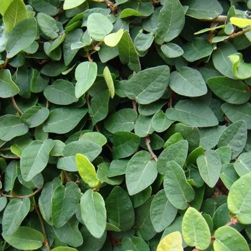 Pianta ficus green sunny - pianta,