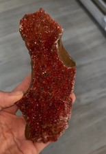 Spettacolare esemplare di