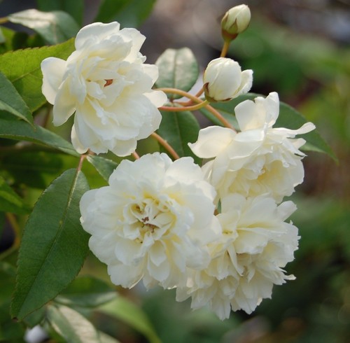 Rosa rampicante bianca - rampicante,