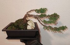 Pre bonsai di ginepro | Han-kengai | mezza cascata