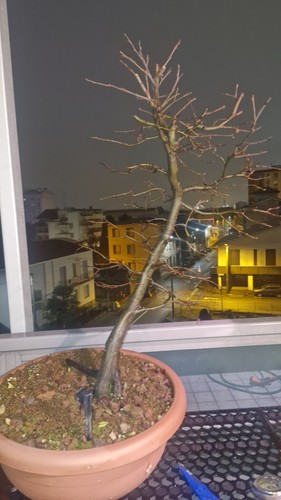 Pre bonsai carpino bianco - carpino,