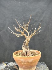 Bonsai Di Gelso