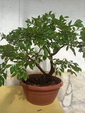 Bonsai Olmo Giapponese