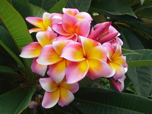 Plumeria pianta di - pianta,