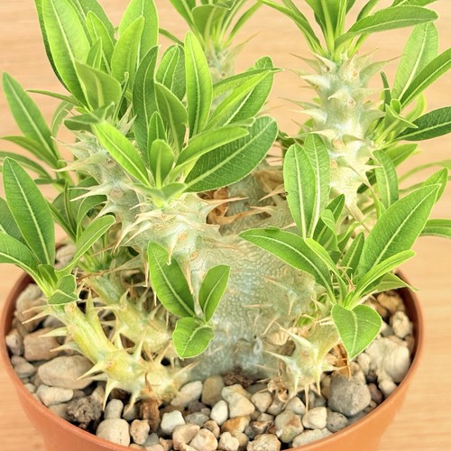 Pachypodium horombense pot - horombense,