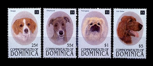 Irish setter beagle greyhound - irish,
