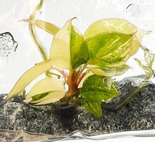 Filodendro 'Florida Beauty x